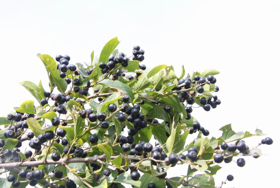 樹種介紹灰木(Symplocos chinensis)