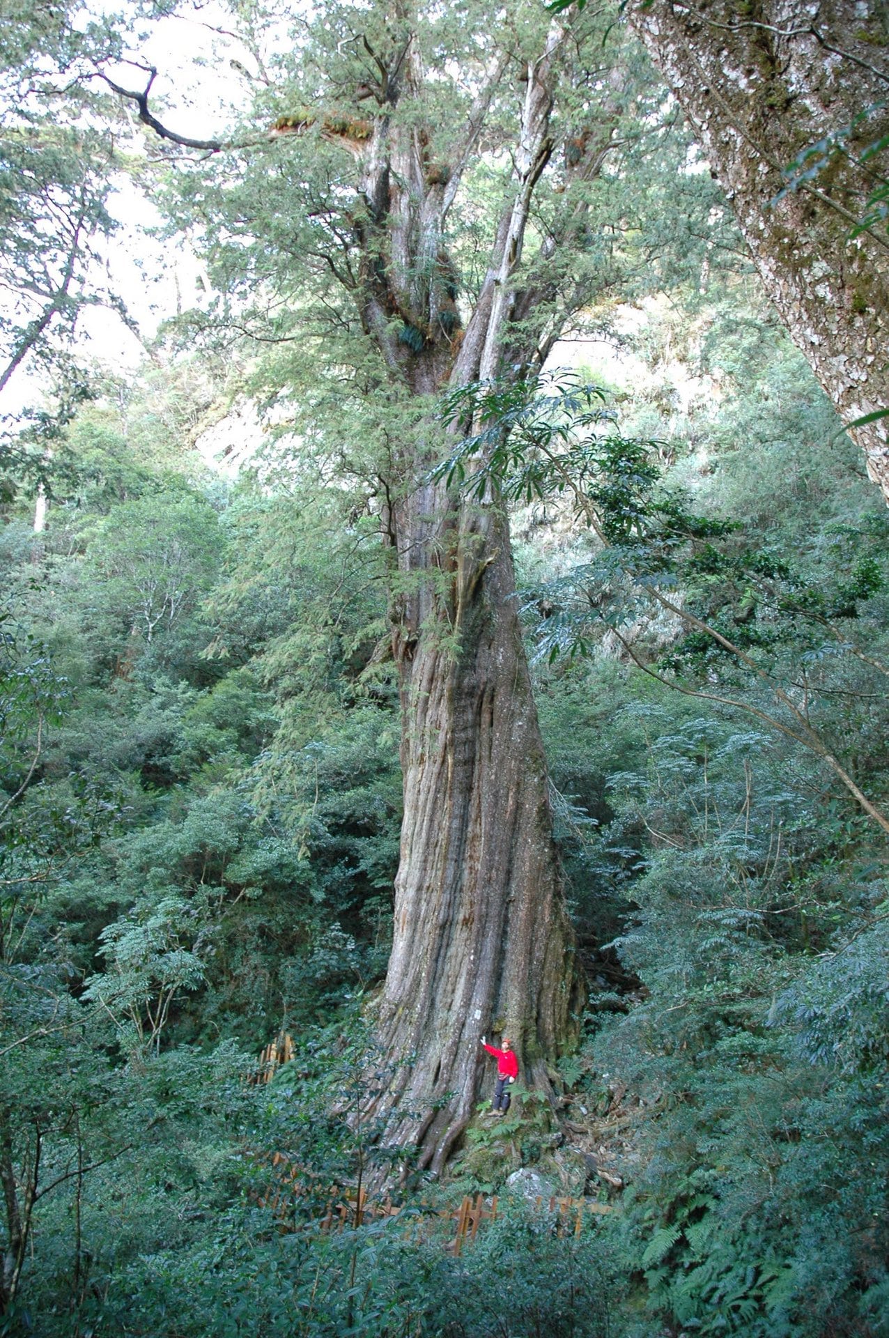 紅檜巨木