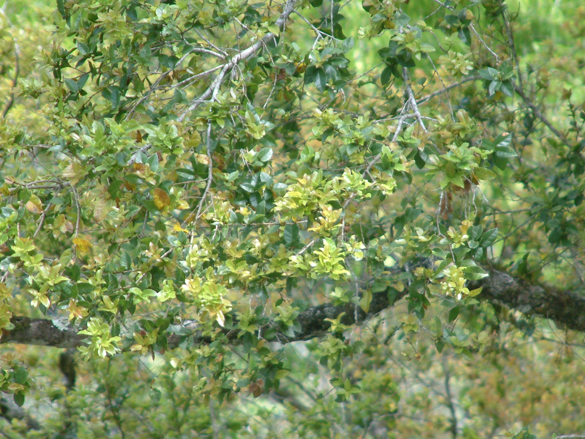 太魯閣櫟-綠
