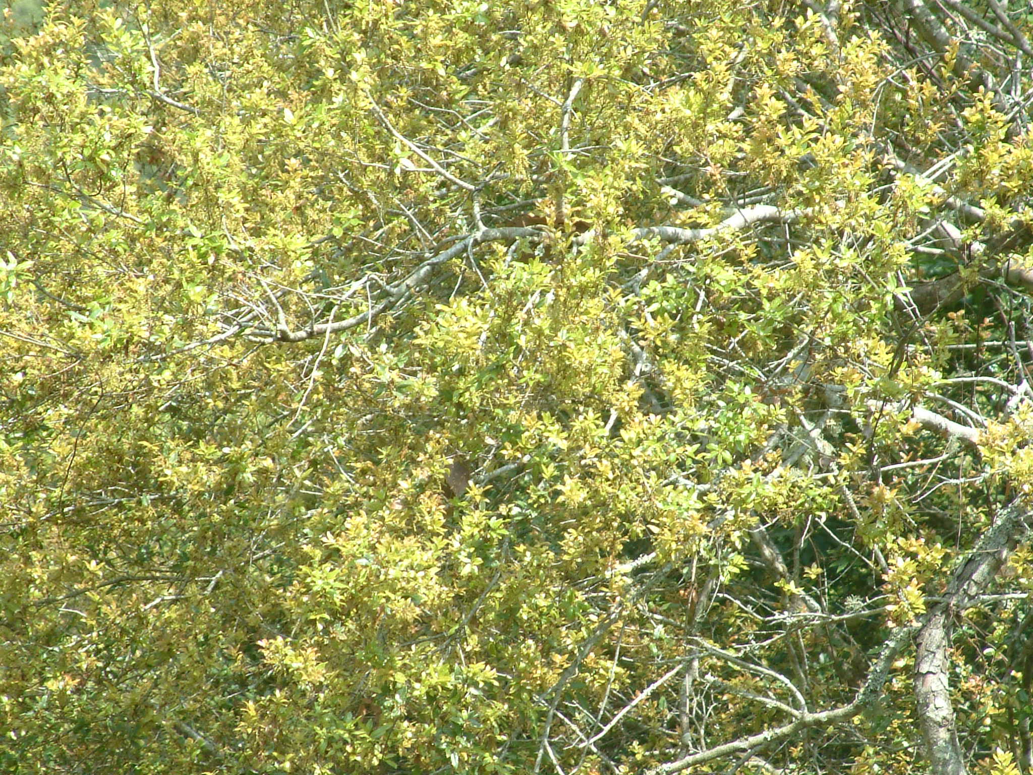 太魯閣櫟