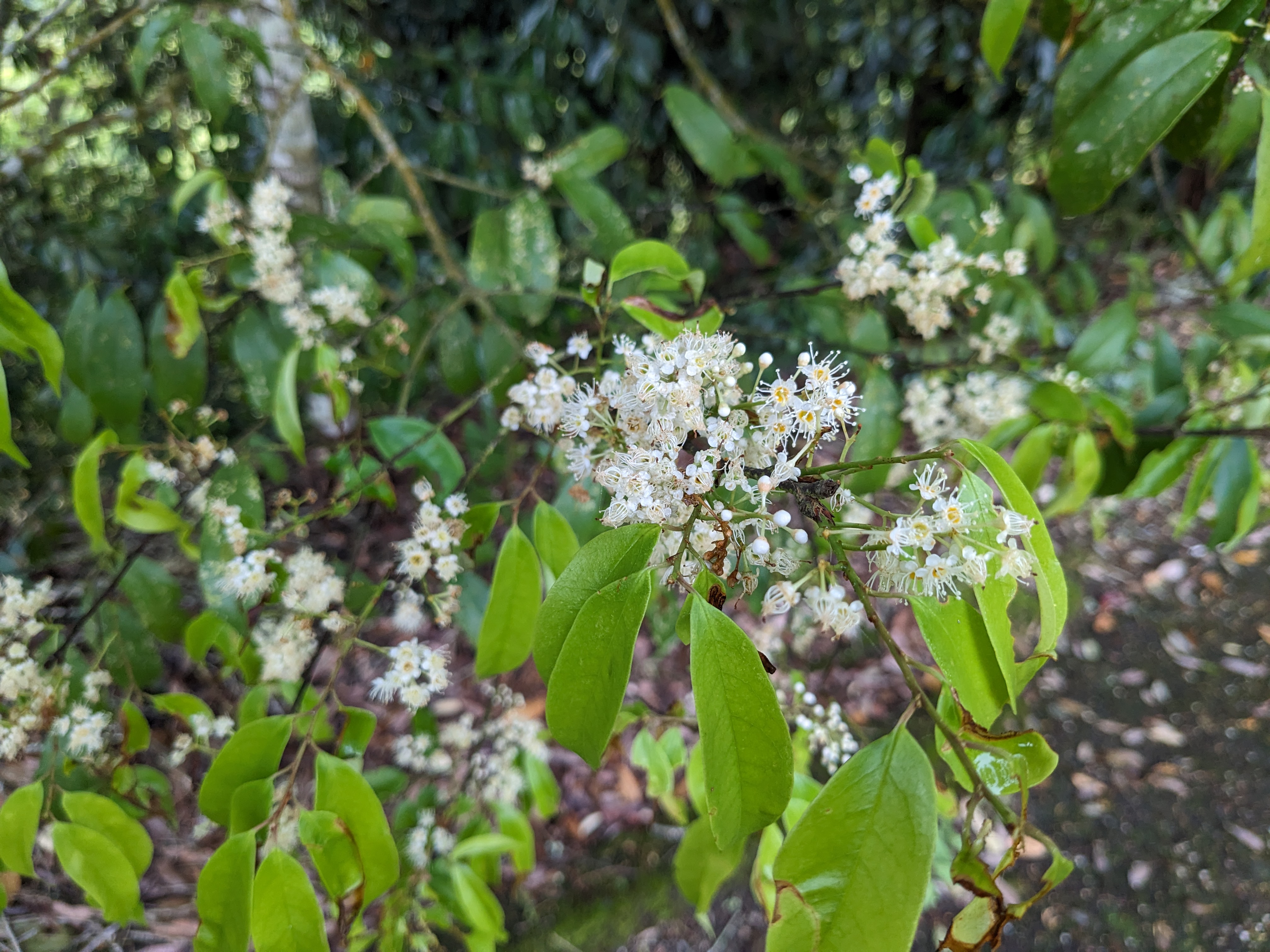 墨點櫻桃_花