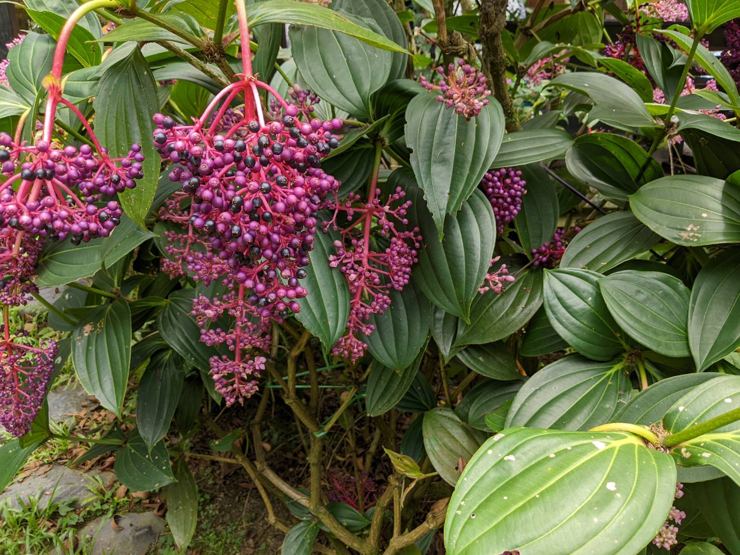 臺灣原生樹木種苗網 我要訂購 臺灣野牡丹藤