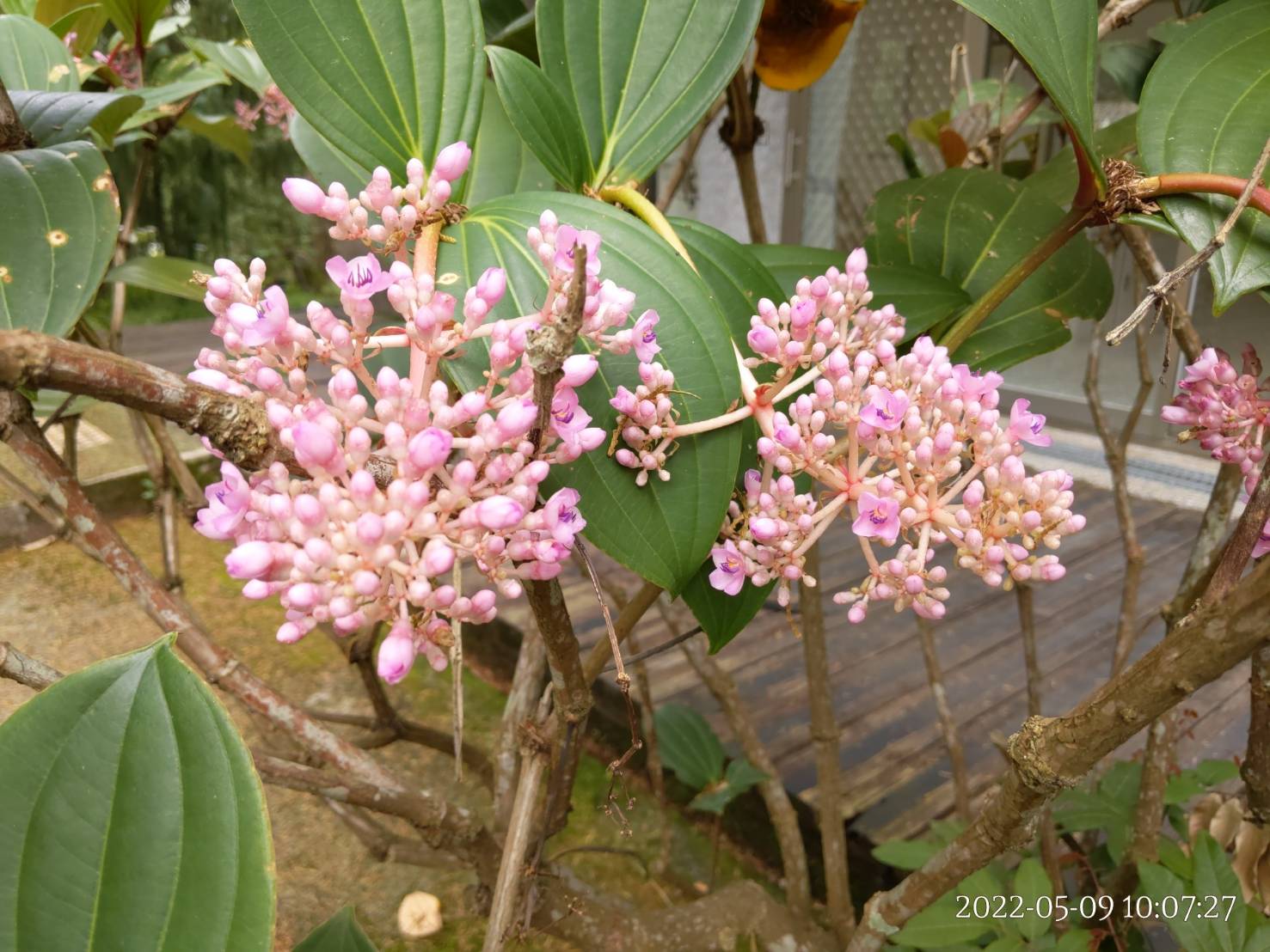 臺灣野牡丹藤_花(粉紅)