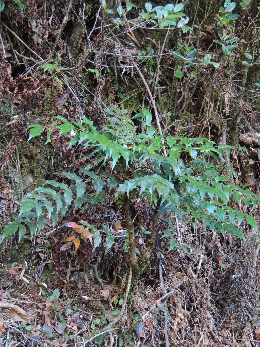 十大功勞小植株