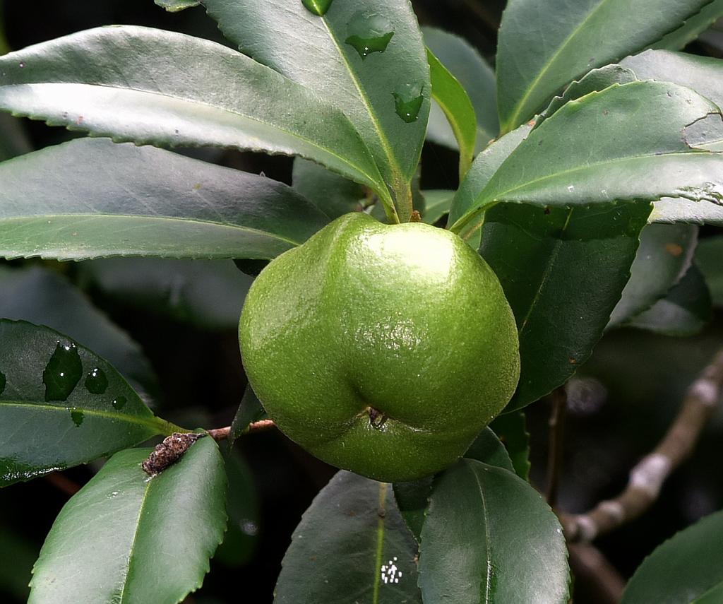 武威山烏皮茶