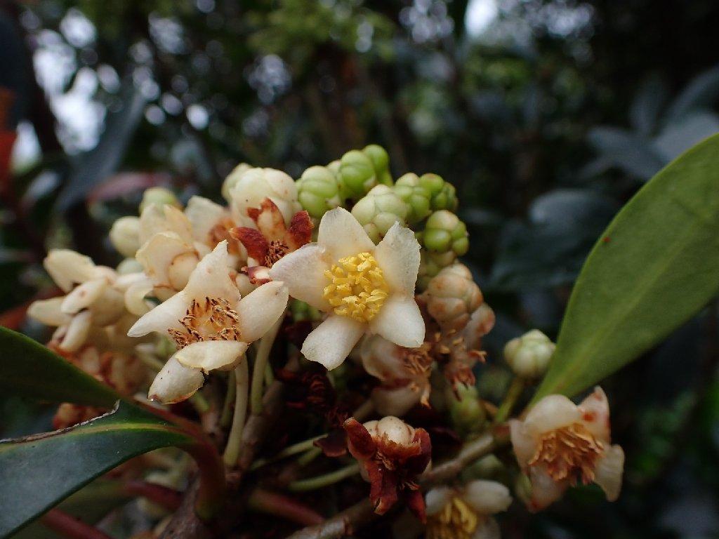 厚皮香花