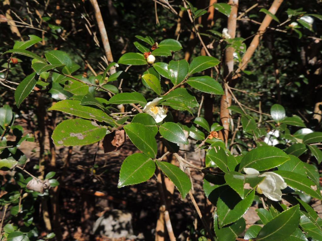 短柱山茶單生花