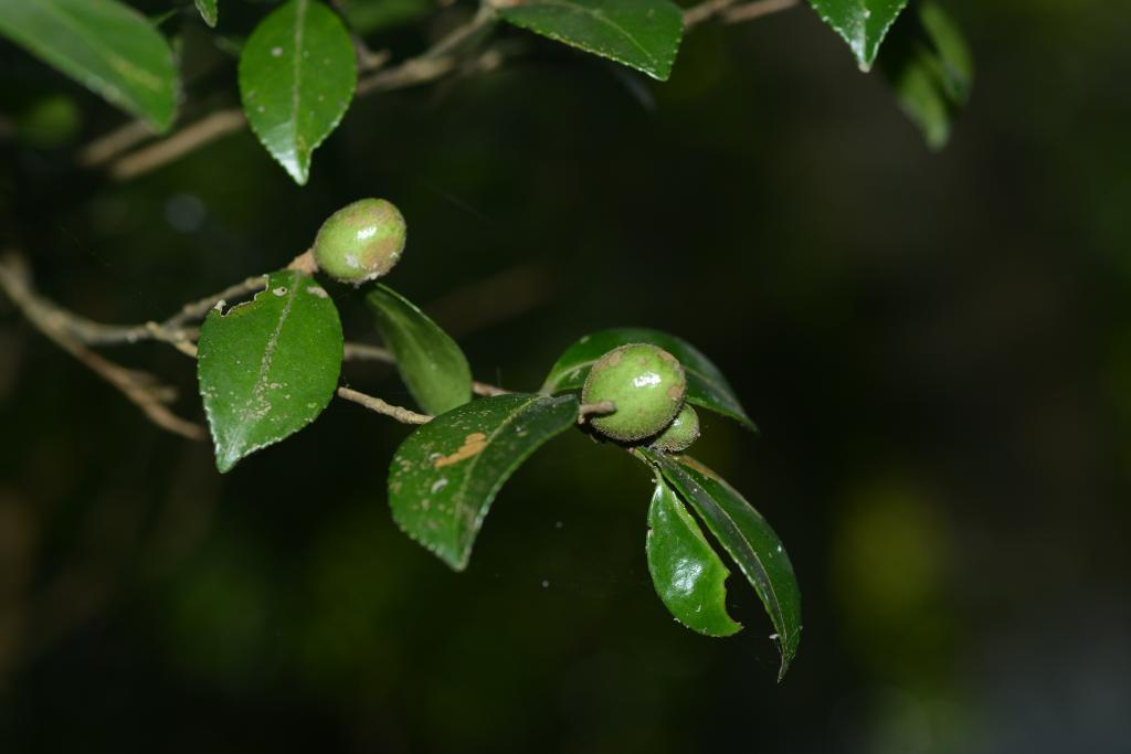 短柱山茶果