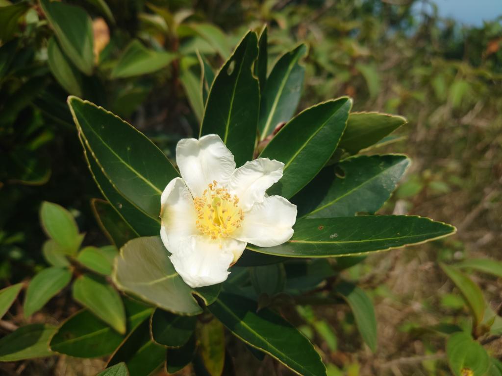 大頭茶_台灣生物多樣性網絡