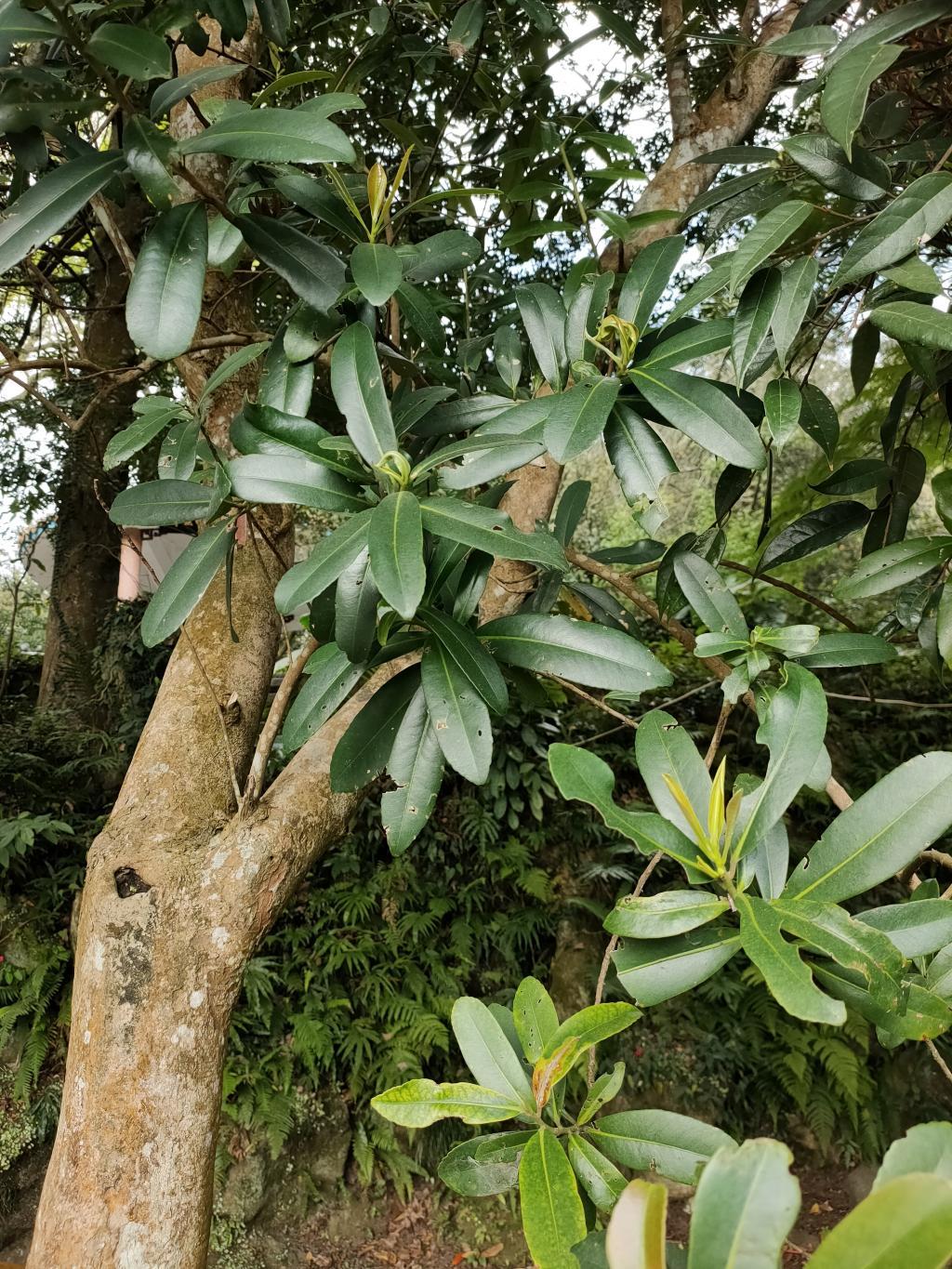 大頭茶_台灣生物多樣性網絡