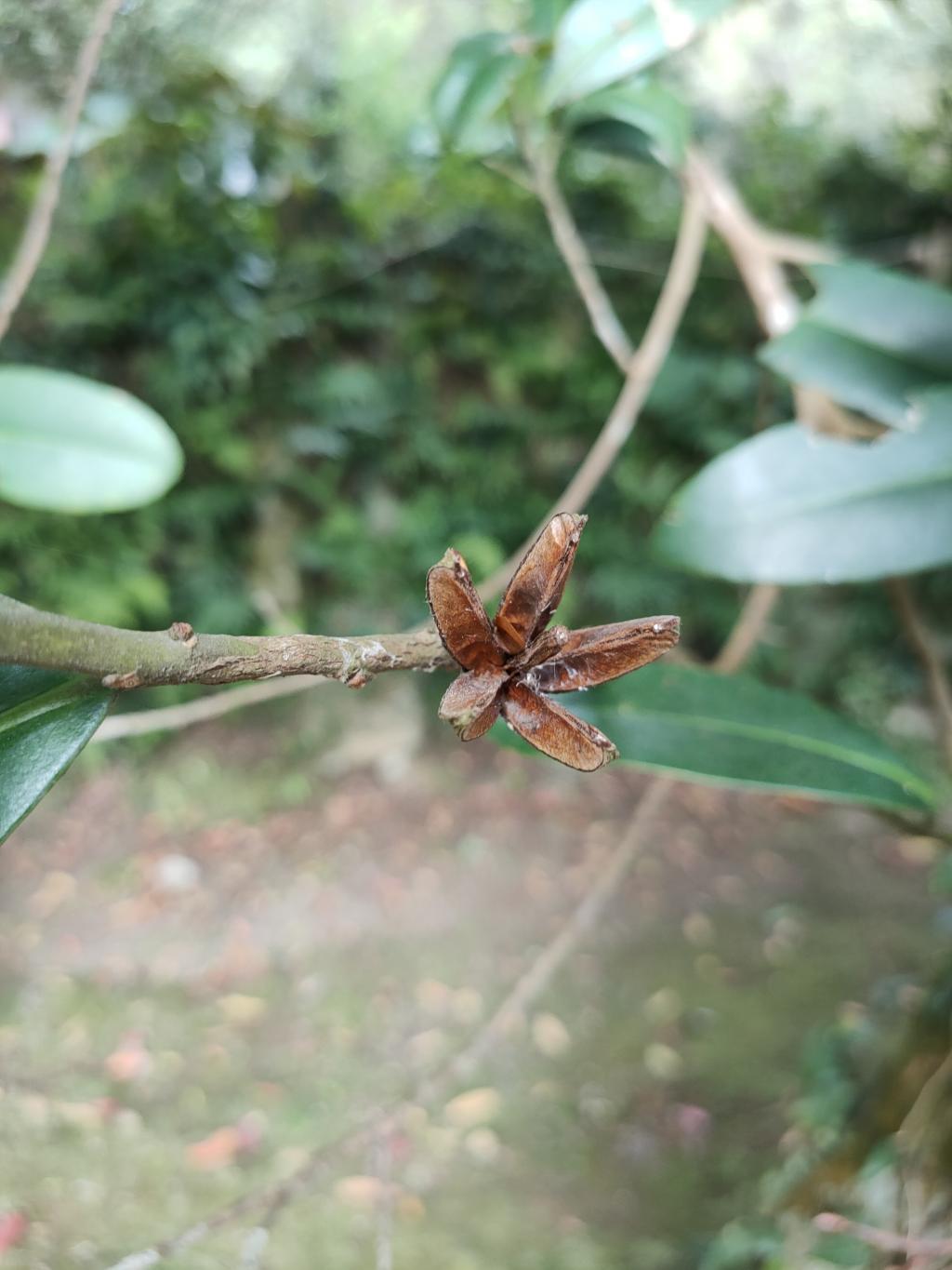 大頭茶_果_台灣生物多樣性網絡