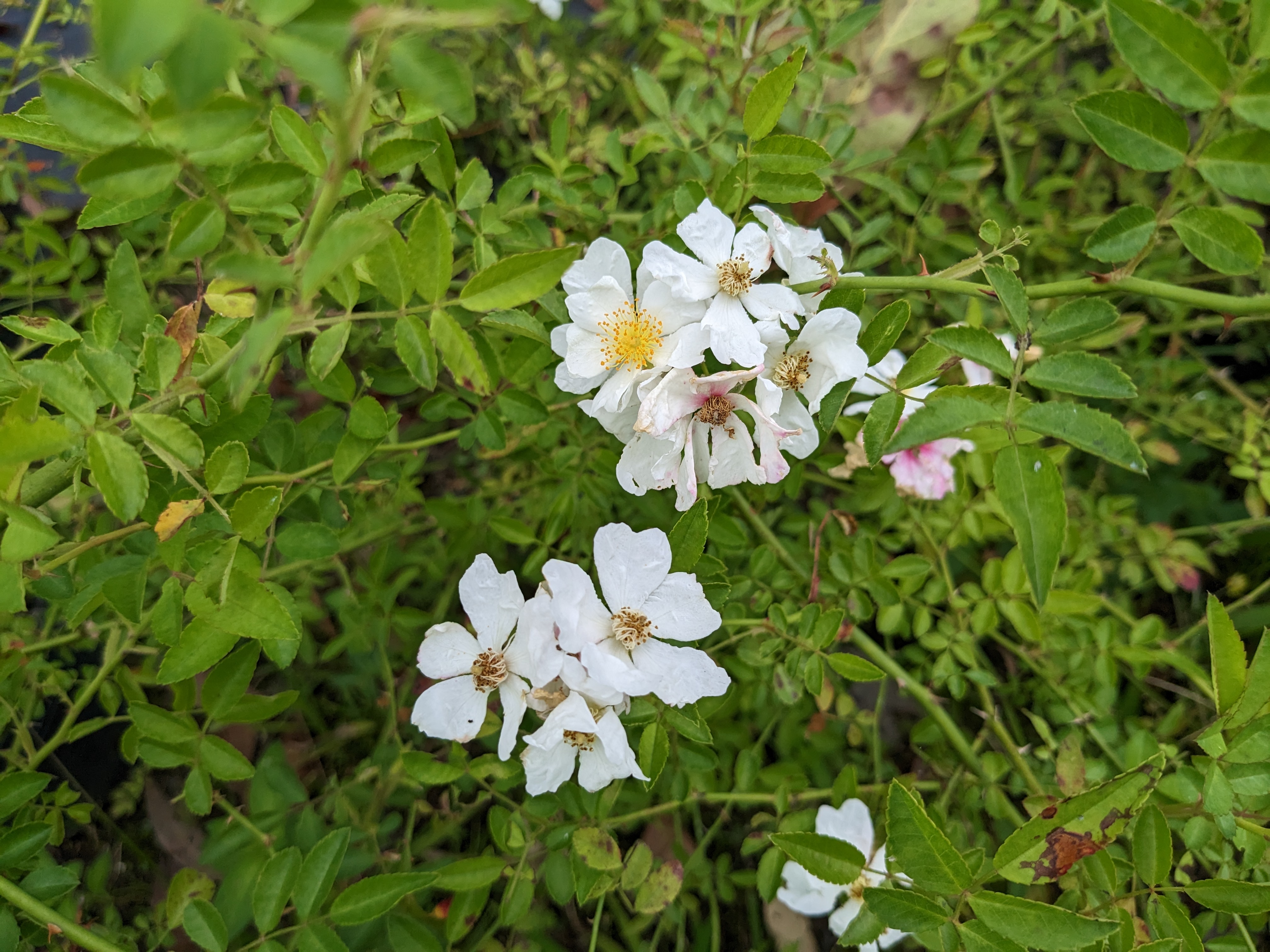 廣東薔薇_花序及葉