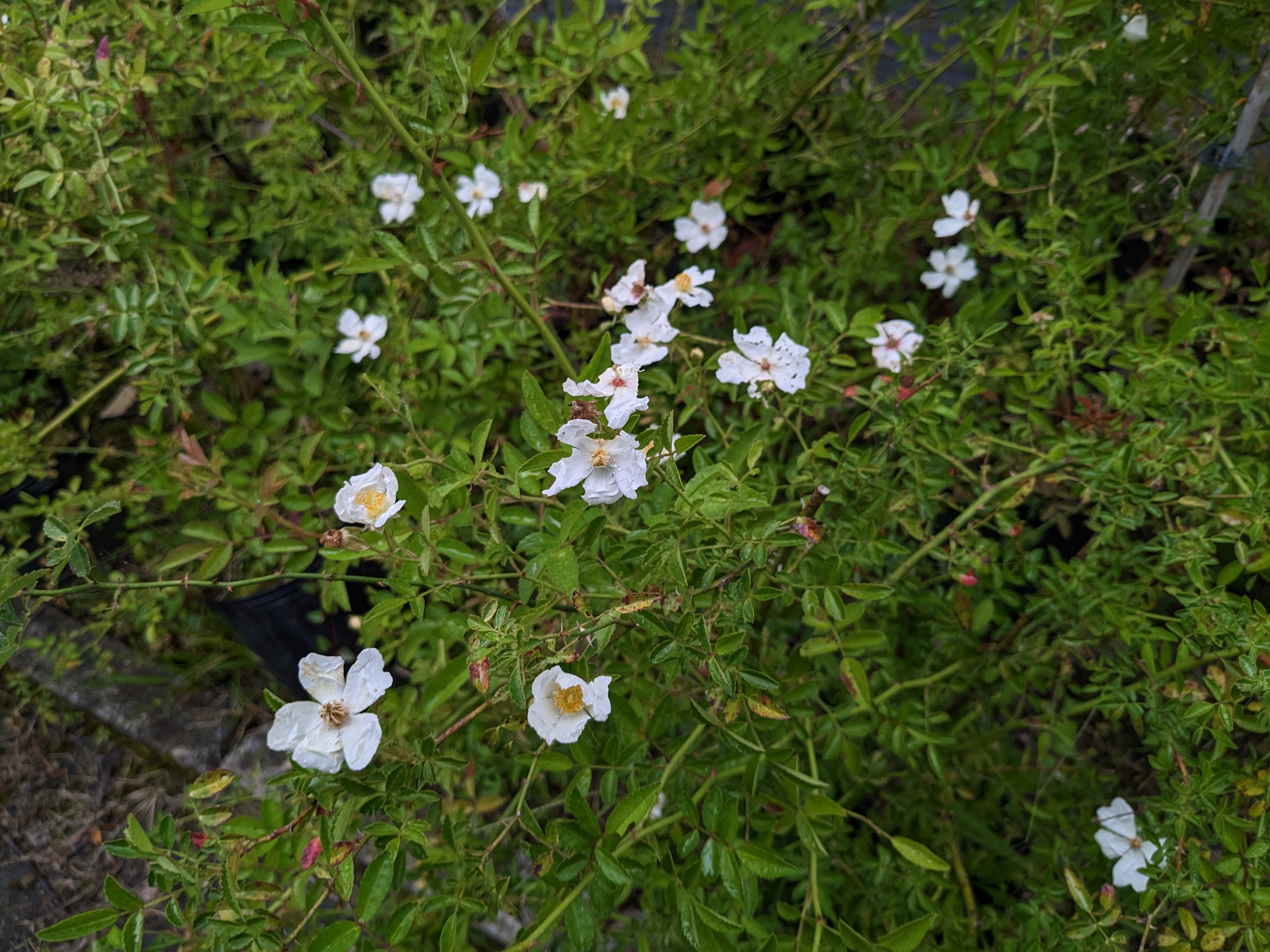 廣東薔薇_花序