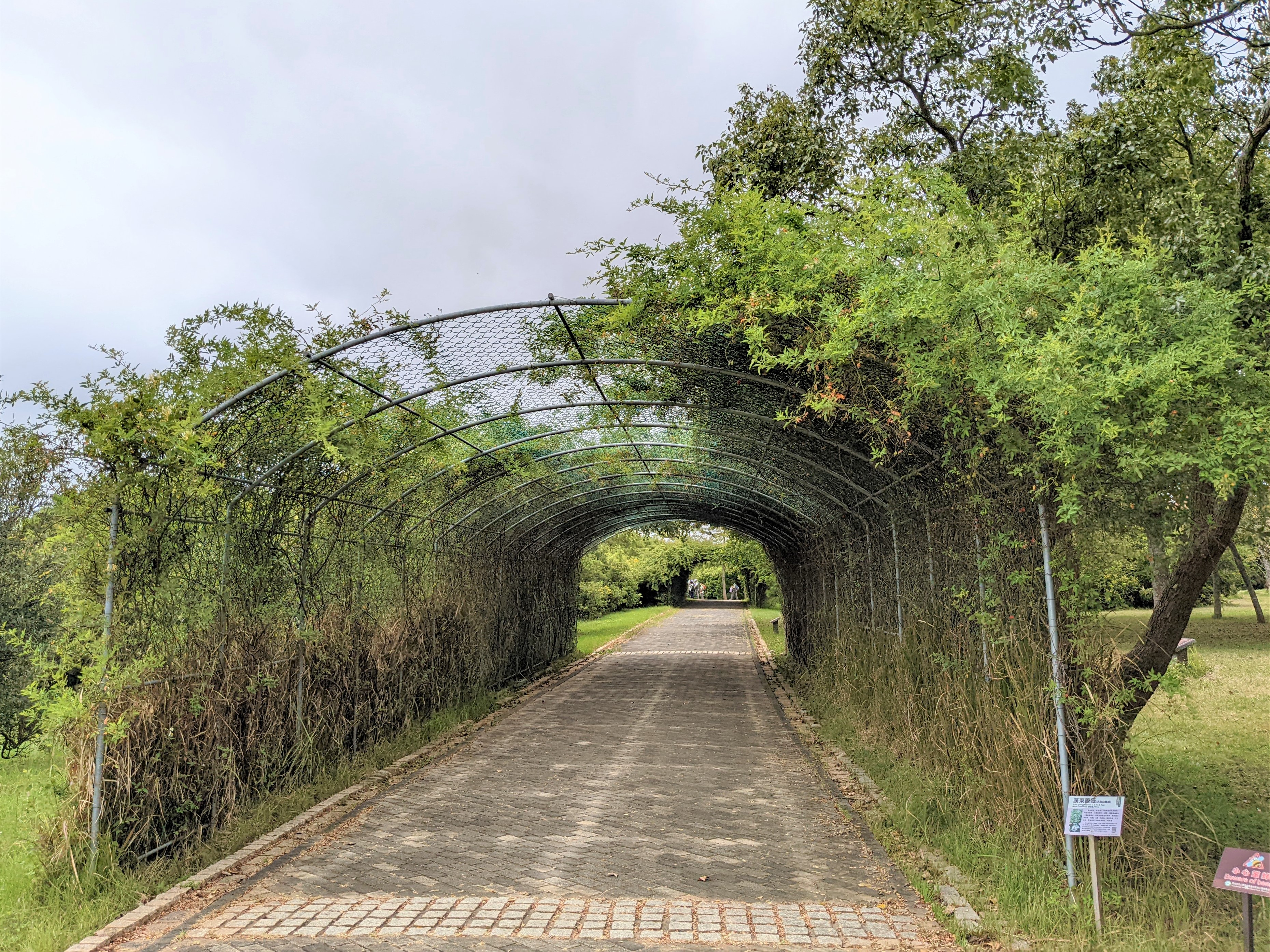 廣東薔薇_台中都會公園