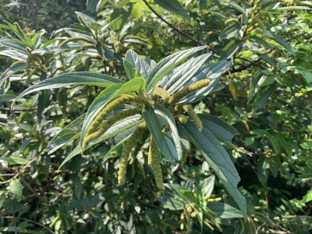 雌花花序