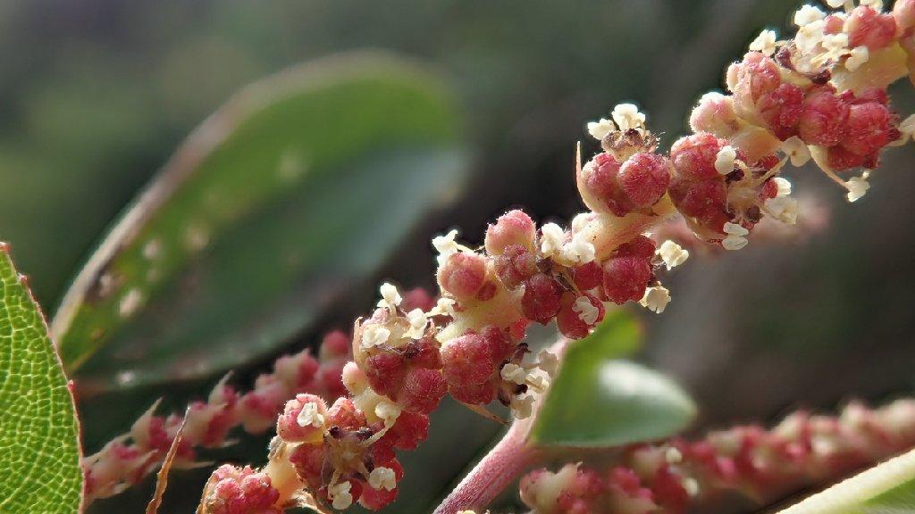 雄花花序