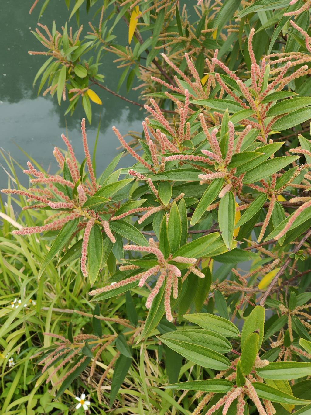 雌花花序
