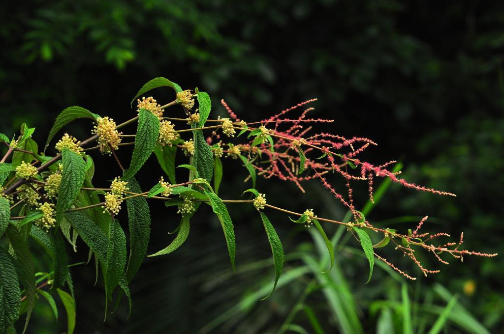 雄花序