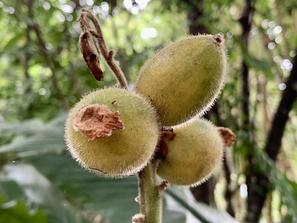 果實