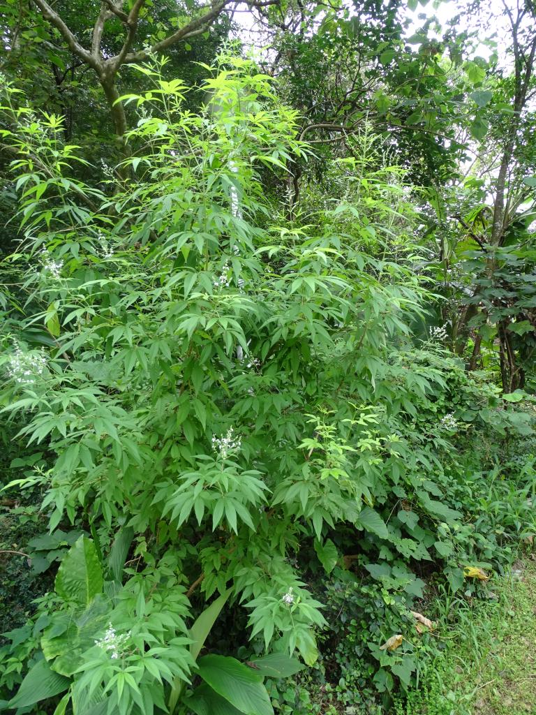 黃荊-外觀