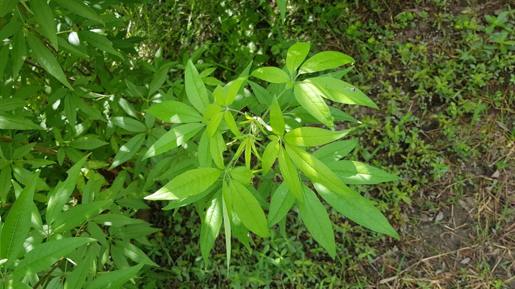 黃荊-葉