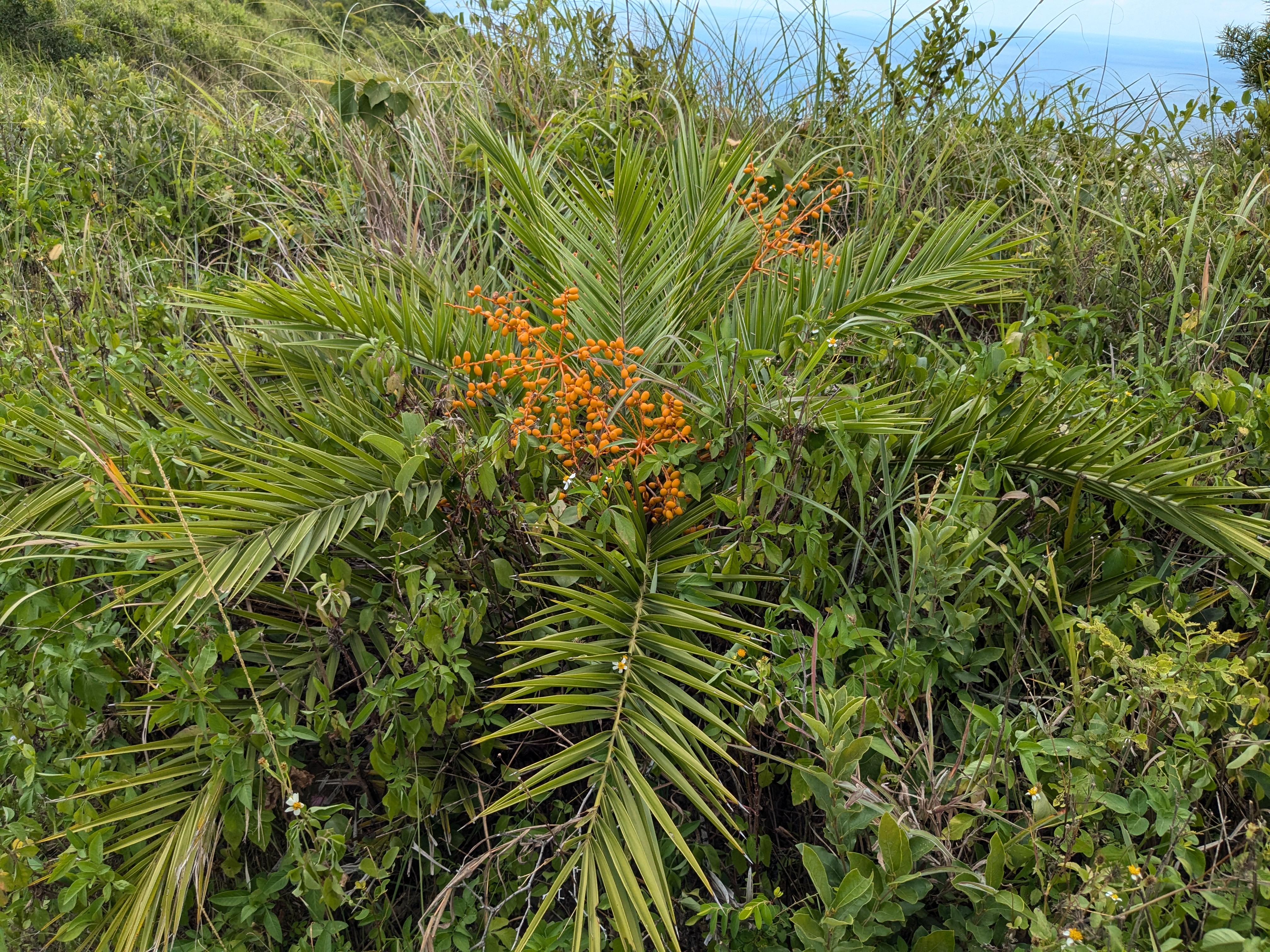 臺灣海棗_野外植株