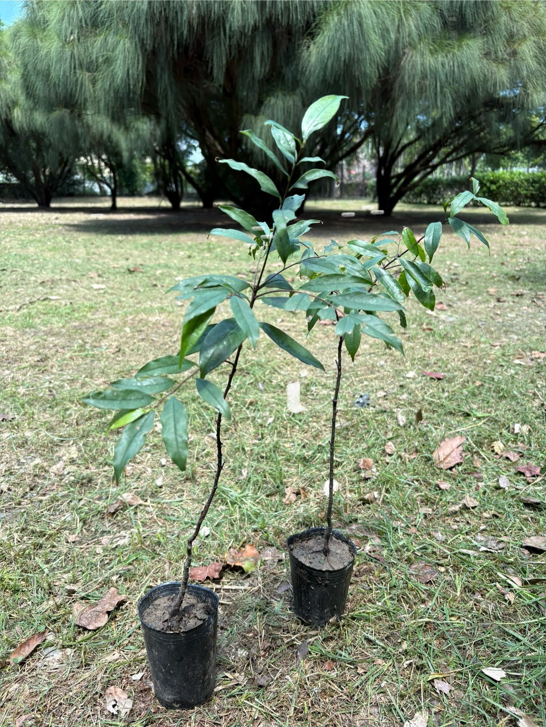 墨點櫻桃-20250819新埤苗圃攝