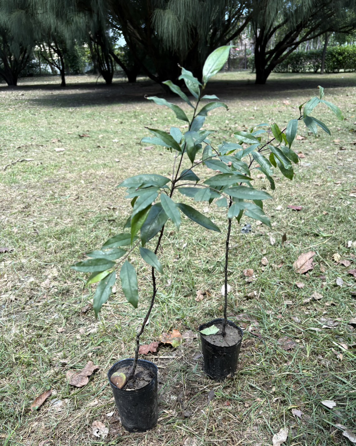 墨點櫻桃-20250819新埤苗圃拍攝