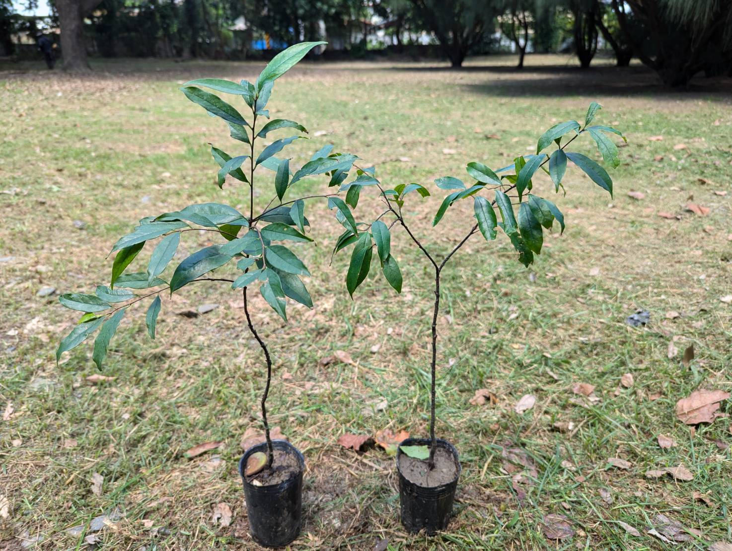墨點櫻桃