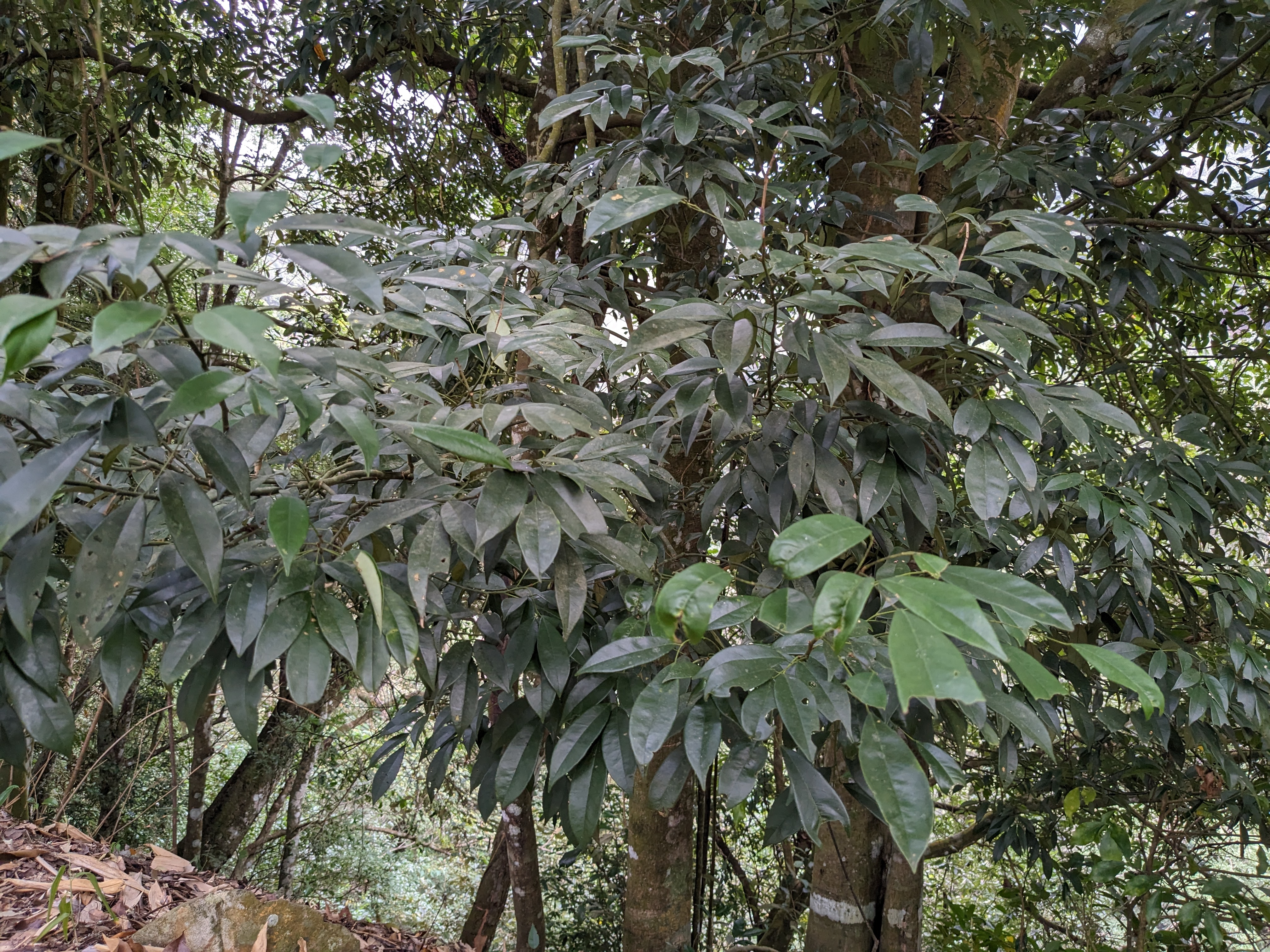 臺灣紅豆樹_葉子