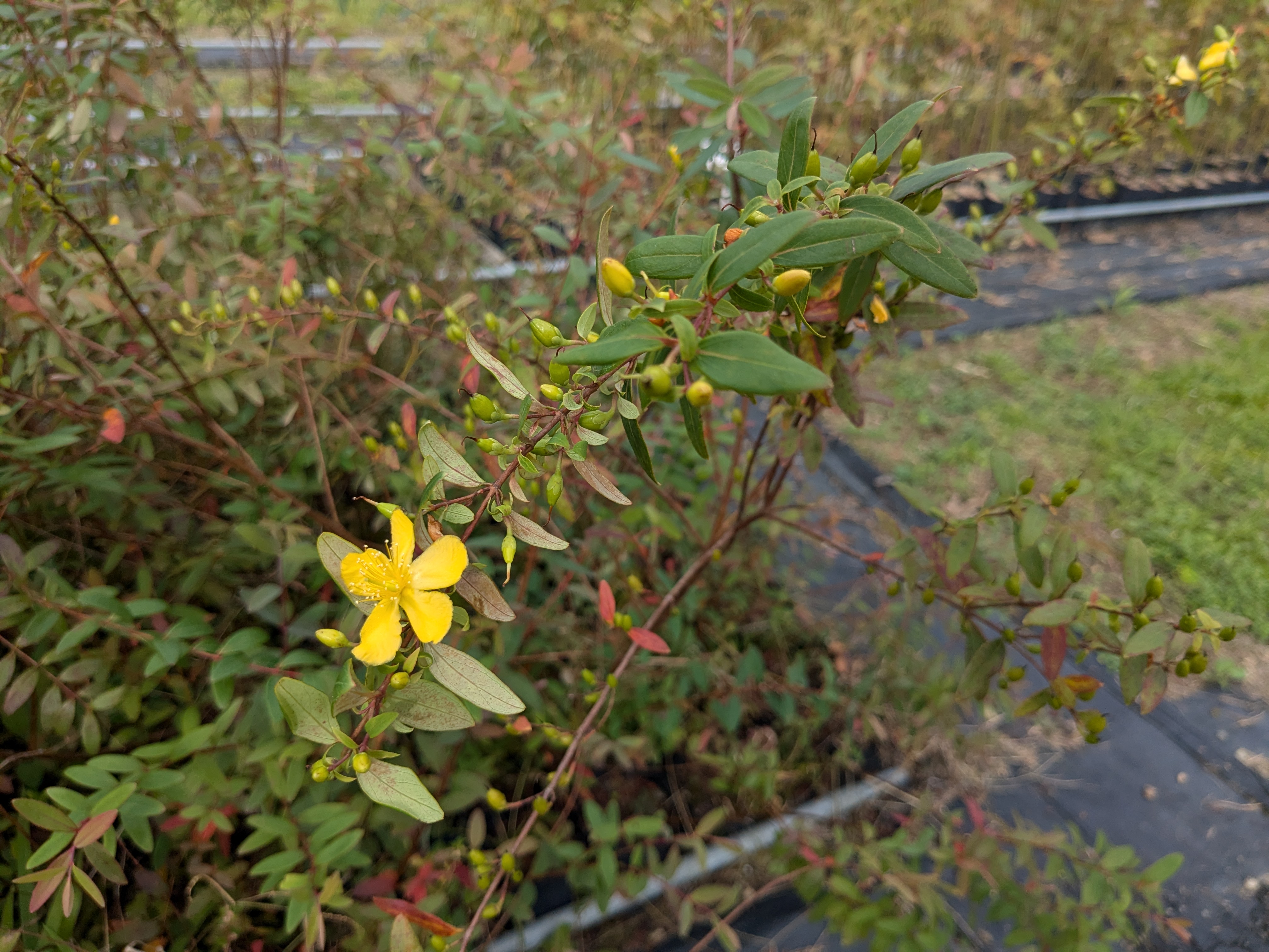 雙花金絲桃-花及未熟果