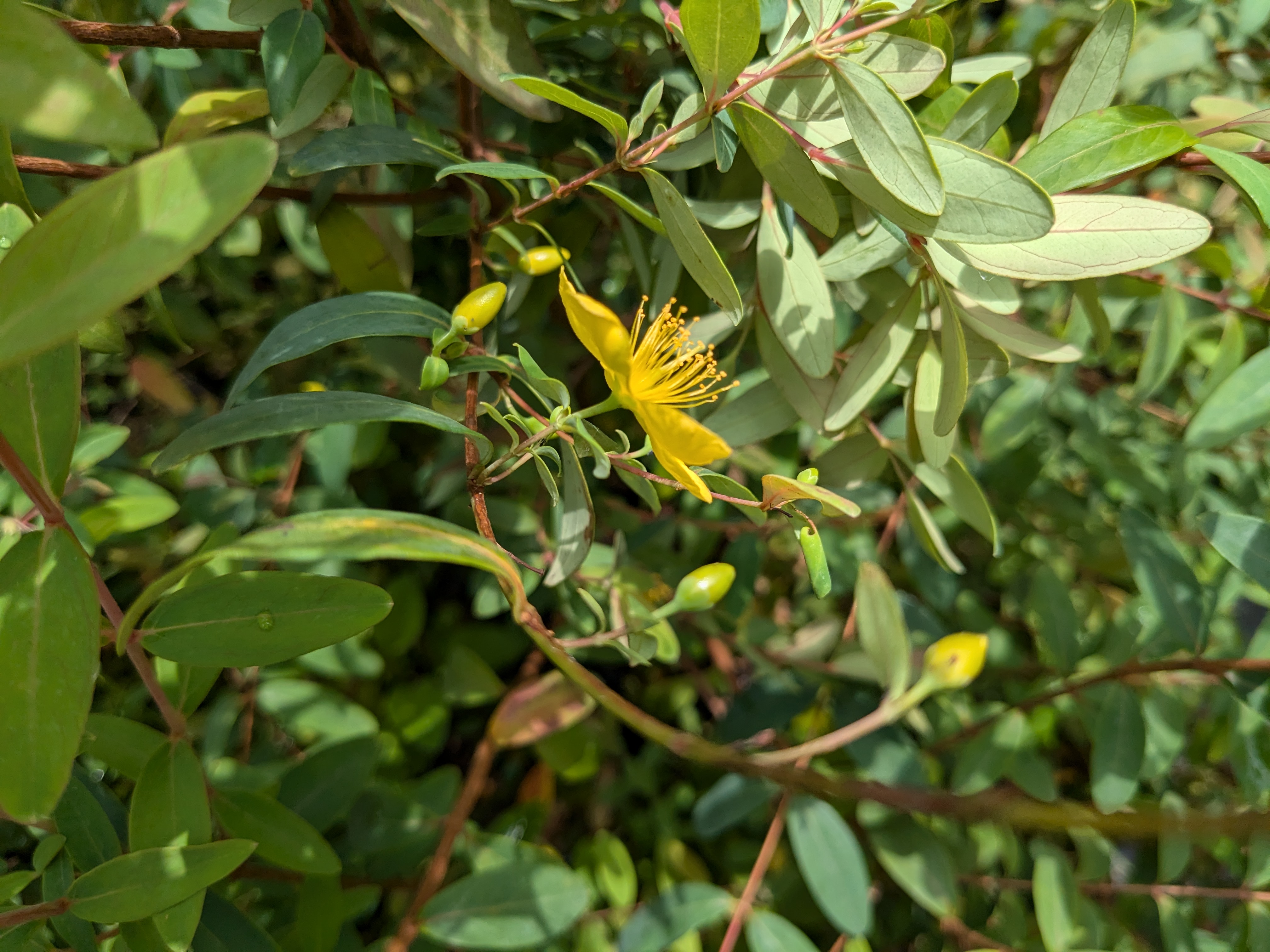 雙花金絲桃_花側面