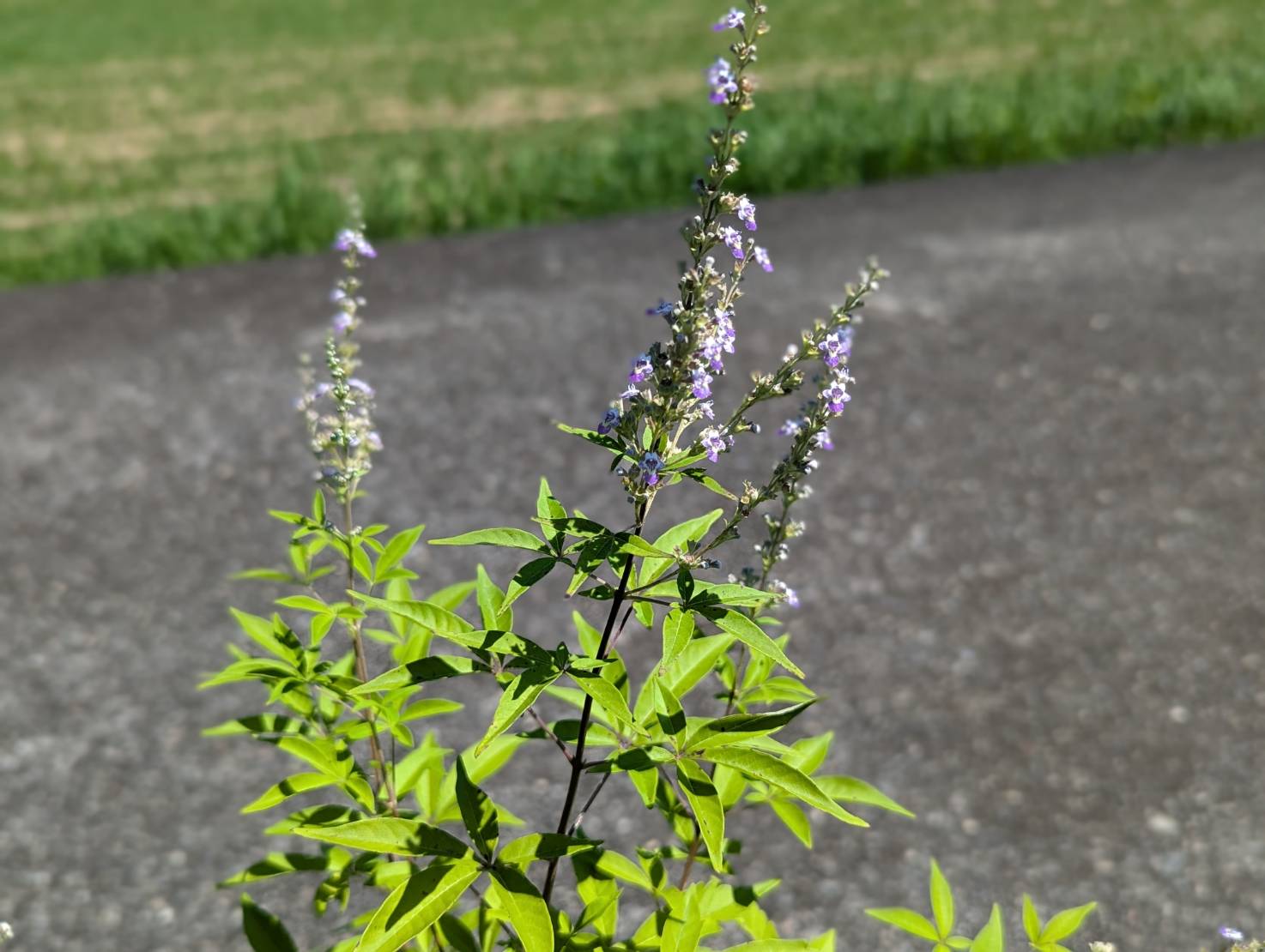 黃荊