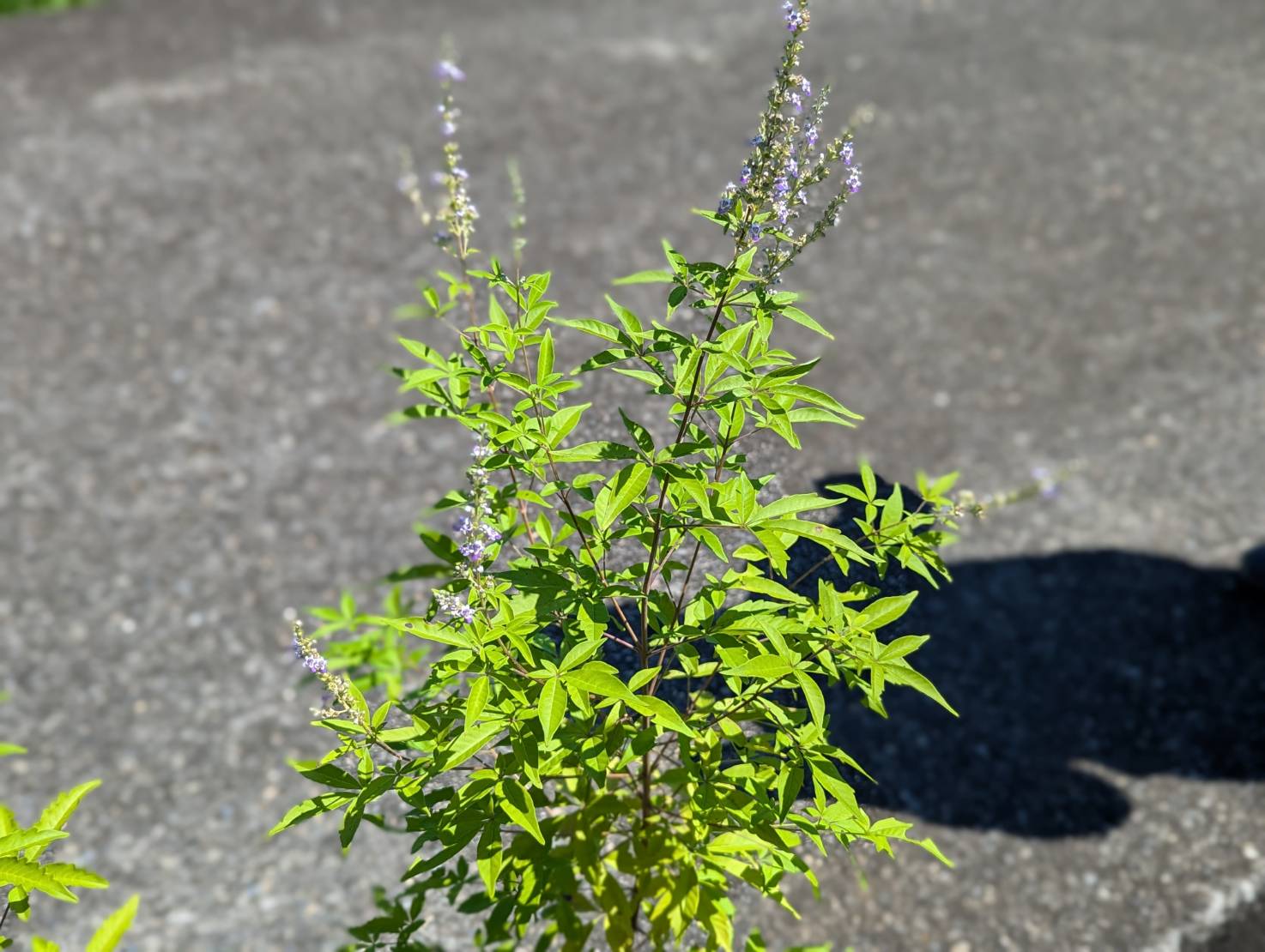 黃荊晨溥拍攝