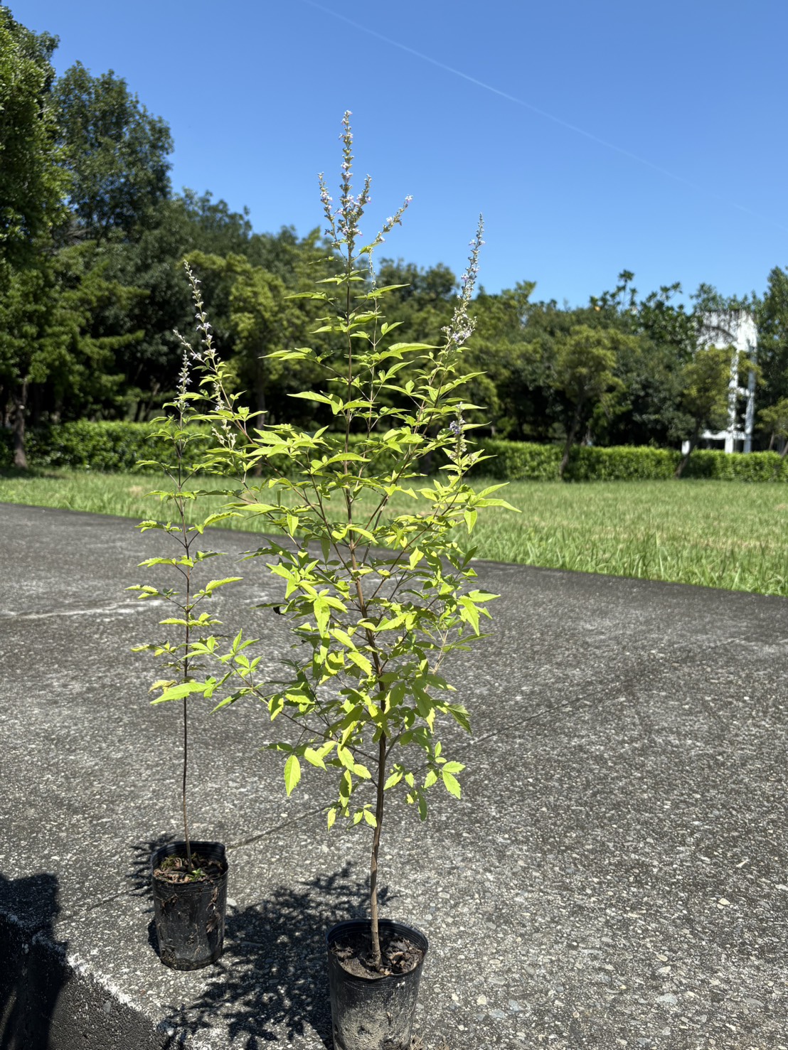 黃荊俊慧拍