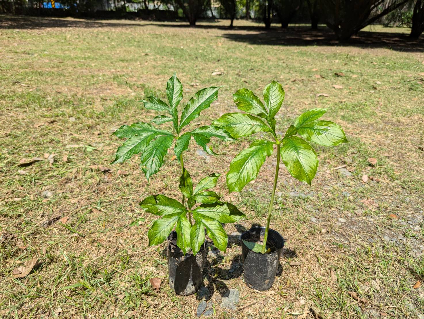疣柄魔芋 新埤苗圃