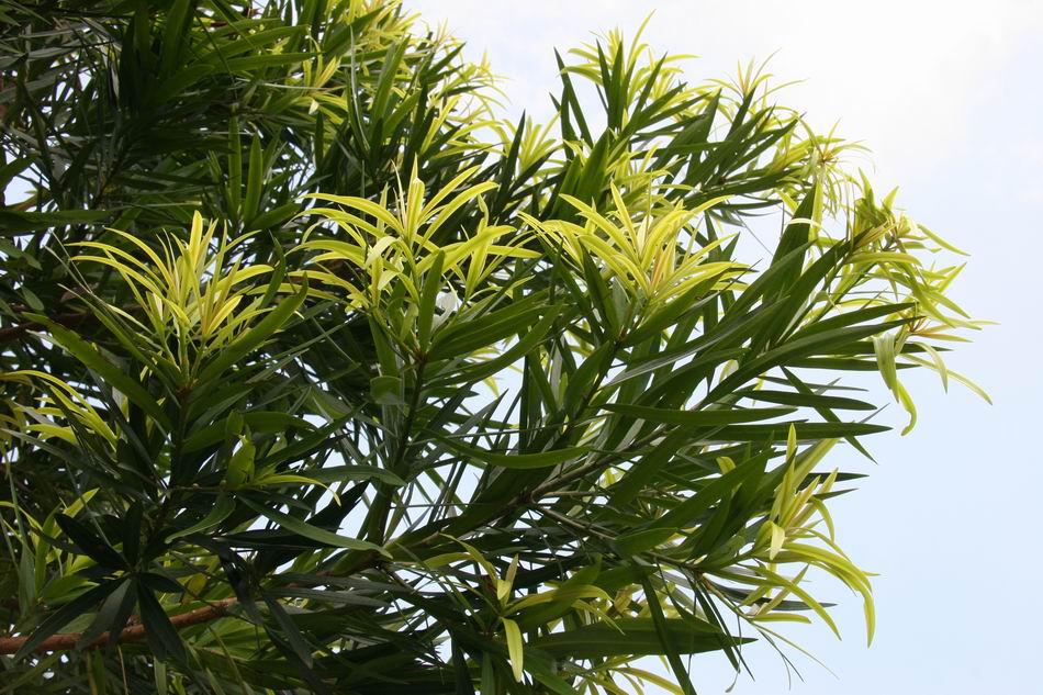 樹種介紹 桃實百日青 Podocarpus Nakaii