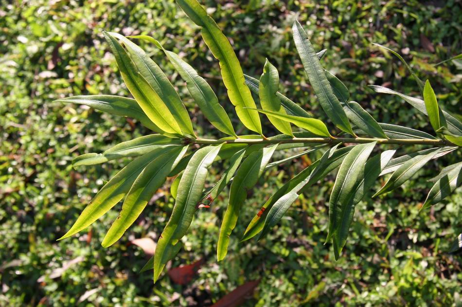 樹種介紹 桃實百日青 Podocarpus Nakaii