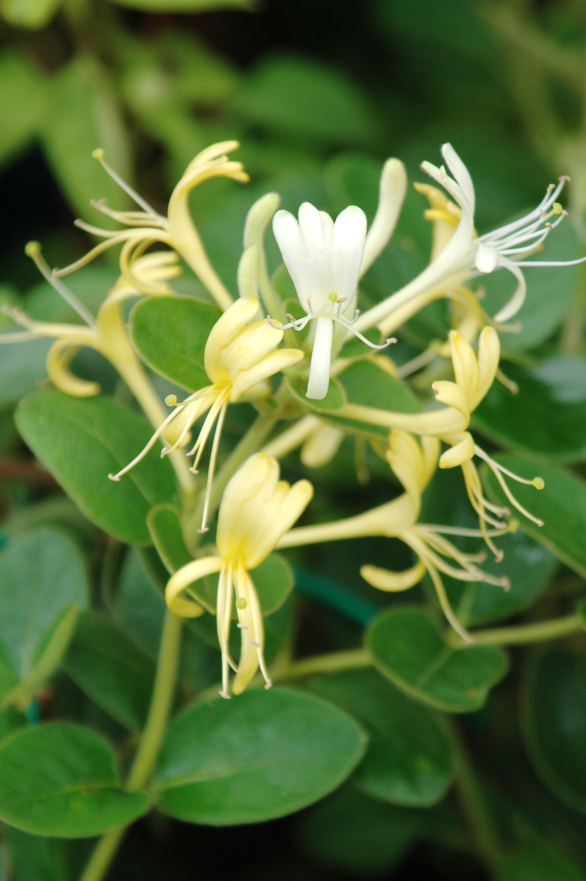 樹種介紹-忍冬(金銀花)(Lonicera japonica)