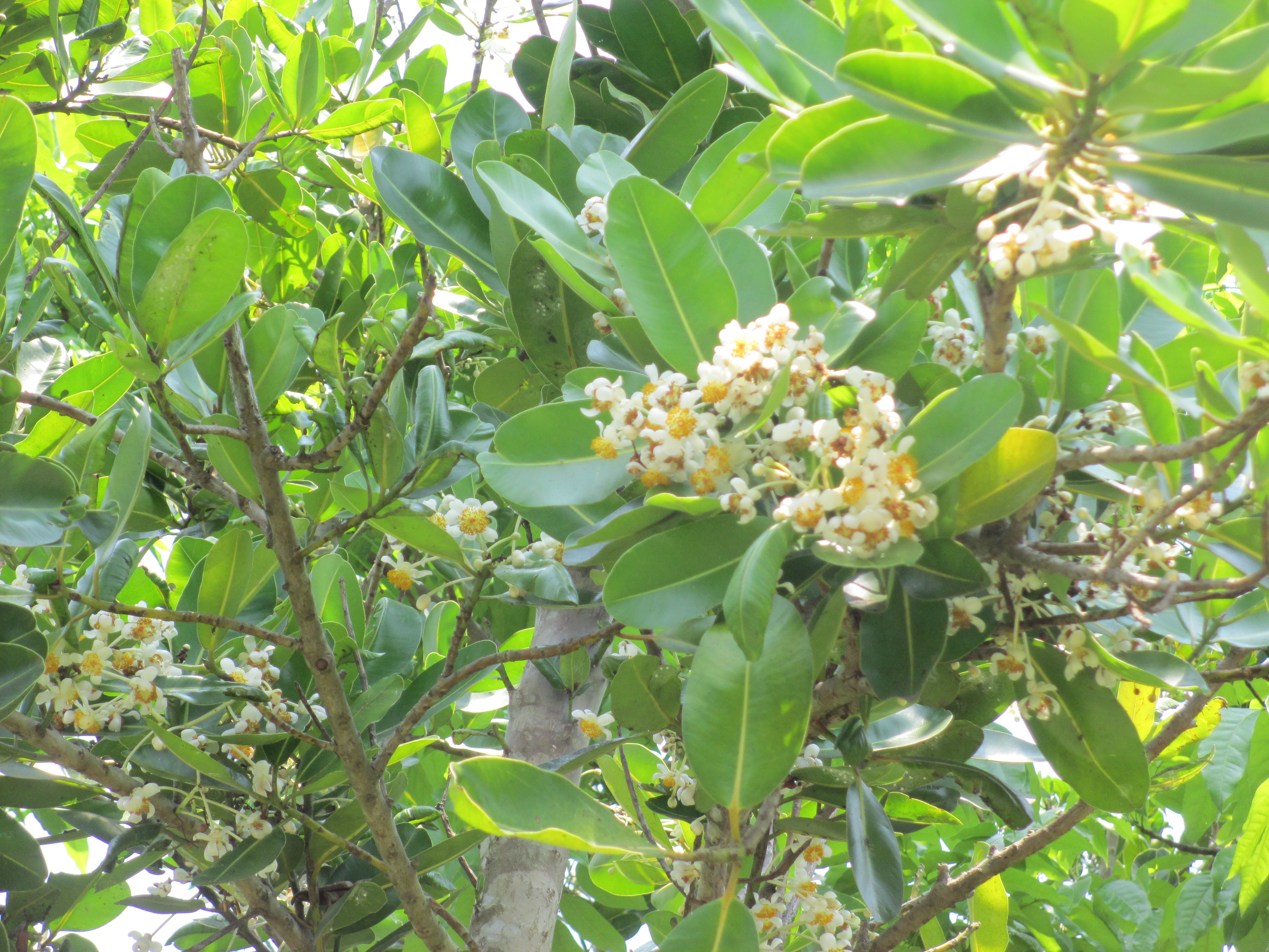 樹種介紹 瓊崖海棠 Calophyllum Inophyllum